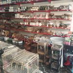 پلاسکو و لوکس فروشی