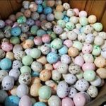 پخش چیپس و پفک زارعی