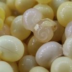 فروش محصولات مراقبت پوست