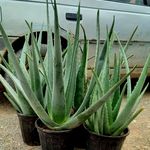 الوئورا گلدانی میرزایی