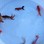 پخش عمده ماهی شب عید