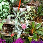 گلفروشی و کافه ریچ