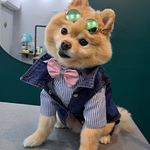 آموزشگاه وآرایشگاه حیوانات خانگی پاپیکات