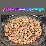 پسته مستقیم از باغدار(رفسنجان)