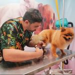 سالن اصلاح و شستشو حیوانات خانگی پت سیان