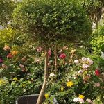 کنزو فارم گیاهان زینتی