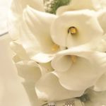 گلفروشی پالیز