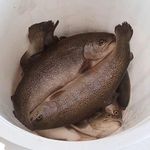 پرورش ماهی قزل چشمه