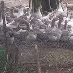 فروش غازمحلی