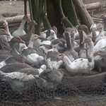 فروش غازمحلی