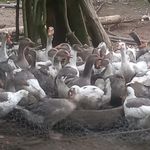 فروش غازمحلی