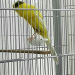 دنیای پرندگان محمود