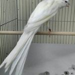 دنیای پرندگان محمود