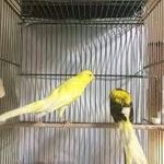 دنیای پرندگان محمود