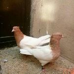 دنیای پرندگان محمود