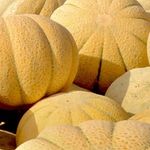 فروشگاه میوه و تره بار وحدت