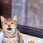 پرینت و کپی ارزان "هپی کپی" در دوشعبه