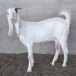 دامپروری علی قارونی