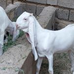 دامپروری علی قارونی