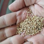 کنجد و مایه محمودی