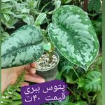 فروش گلهای آپارتمانی