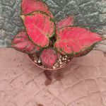 گل و گیاه  روشن