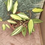 گل و گیاه  روشن