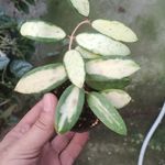 گل و گیاه  روشن