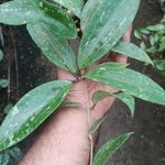 گل و گیاه  روشن