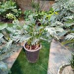 گلخانه دشت سبز آمل