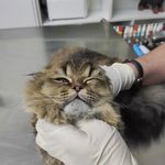 کلینیک دامپزشکی و پت شاپ اگزو