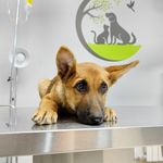 کلینیک دامپزشکی و پت شاپ اگزو