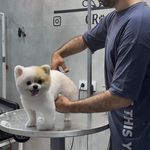 آرایشگاه حیوانات خانگی  فرامرز