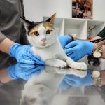 کلینیک دامپزشکی و پت شاپ اگزو