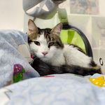 کلینیک دامپزشکی و پت شاپ اگزو