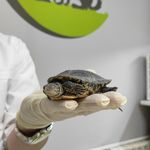 کلینیک دامپزشکی و پت شاپ اگزو