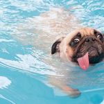 کلینیک دامپزشکی هتل پانسیون و پت شاپ هپت