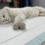 کلینیک دامپزشکی تخصصی نیک پلاس