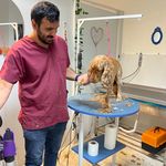 کلینیک دامپزشکی تریتامیرداماد