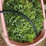 سبزیجات ومواد غذایی نیمه آماده اولیایی