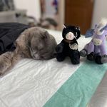 کلینیک دامپزشکی تخصصی نیک پلاس