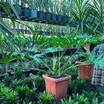 گل و گیاه چماس