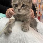 کلینیک دامپزشکی تخصصی نیک پلاس