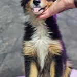 پانسیون و آرایش دامپزشکی پت هاب