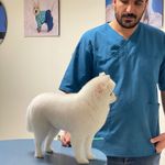 کلینیک دامپزشکی تریتامیرداماد