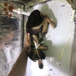 کلینیک دامپزشکی دکترصادقی