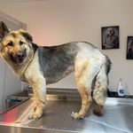 کلینیک دامپزشکی تریتامیرداماد