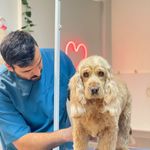 کلینیک دامپزشکی تریتامیرداماد