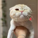 کلینیک دامپزشکی تریتامیرداماد