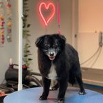 کلینیک دامپزشکی تریتامیرداماد